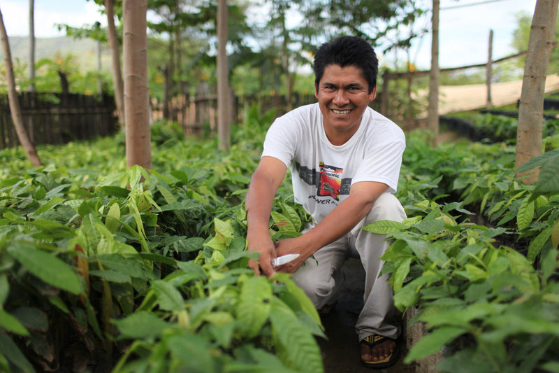 Fair Trade cocoa farmer tending young cacao seedlings